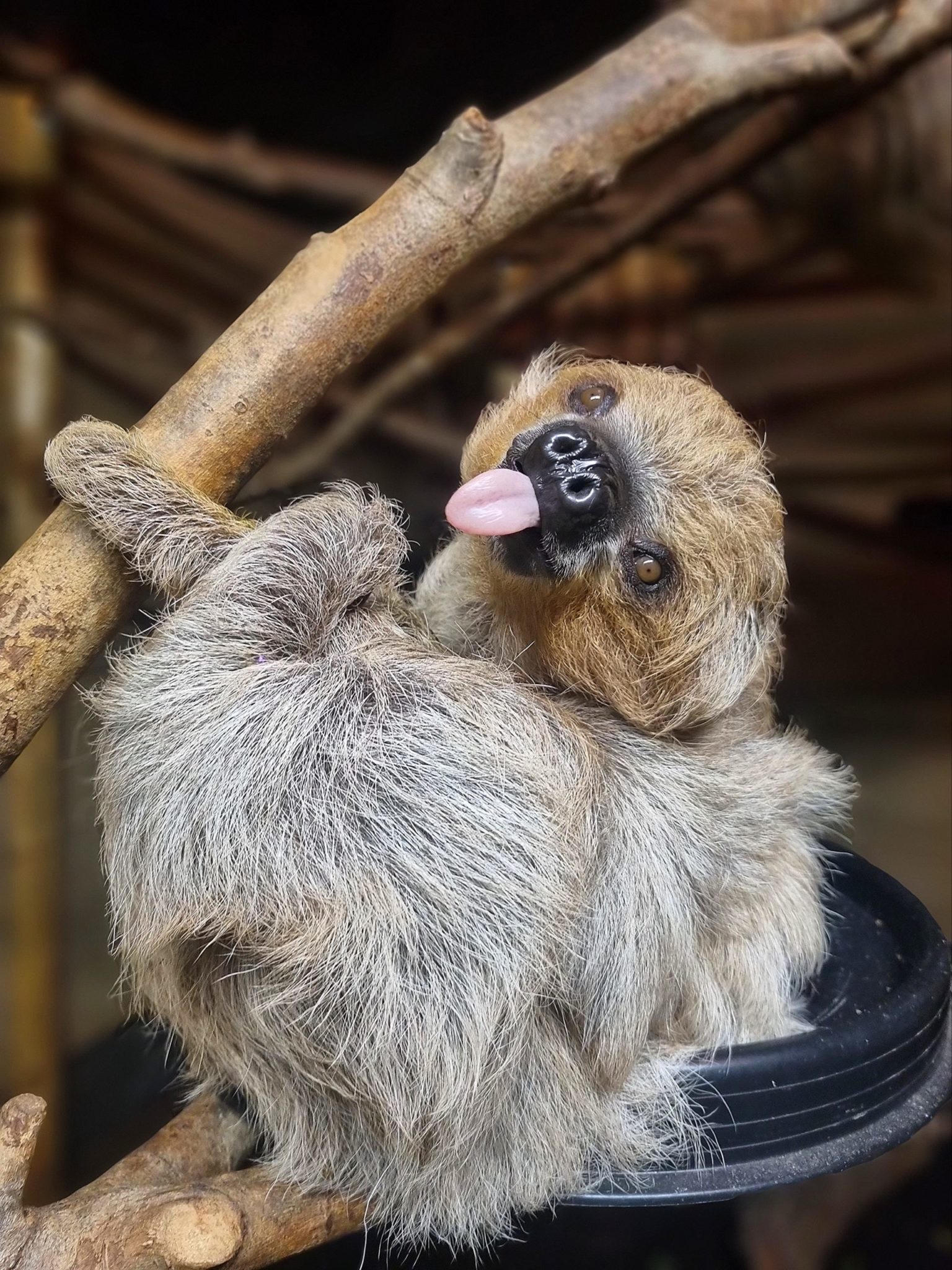 Sloth Facts for Kids ???? • Two Toed Sloths Facts & Information
