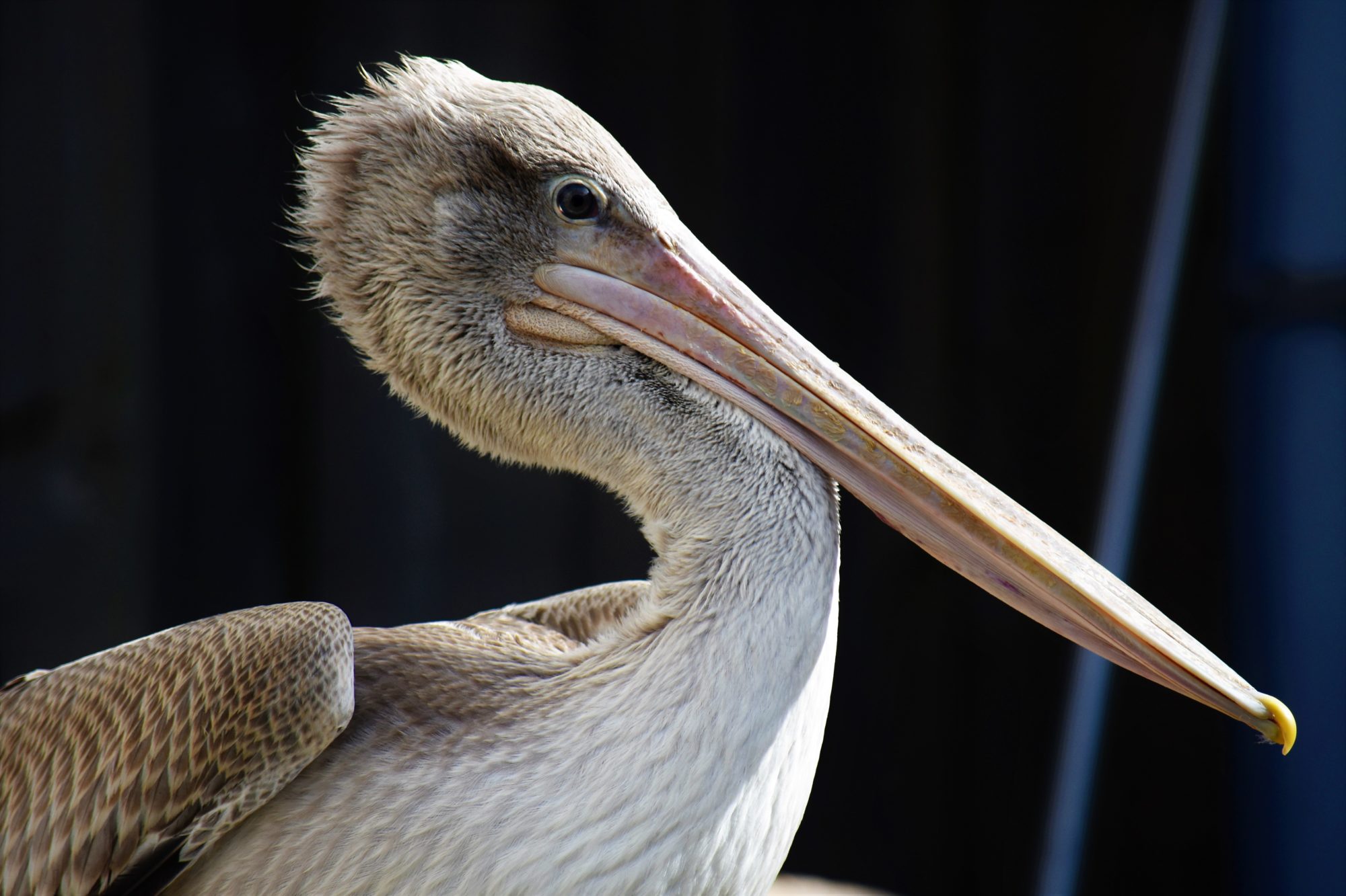 Pink backed Pelican