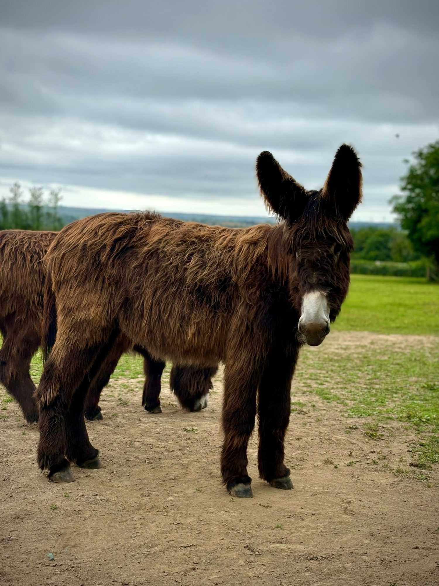 Rarest Donkey Rare Breed Farm Park • Folly Farm