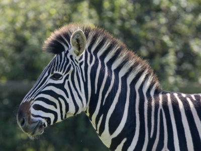thoughtful zebra