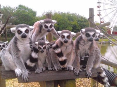 Image of a group of ring tailed lemurs